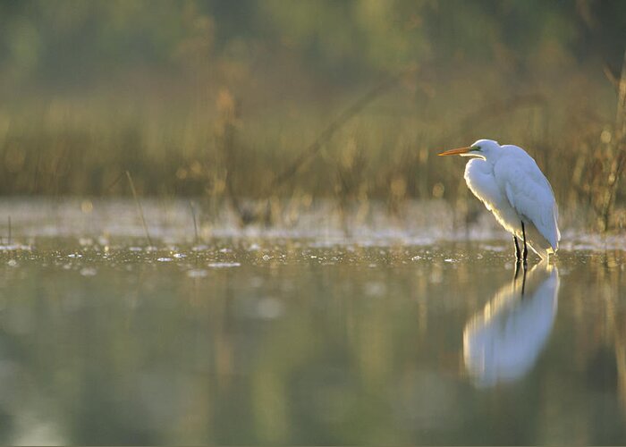 00171449 Greeting Card featuring the photograph Great Egret Backlit In Marsh At Sunset by Tim Fitzharris