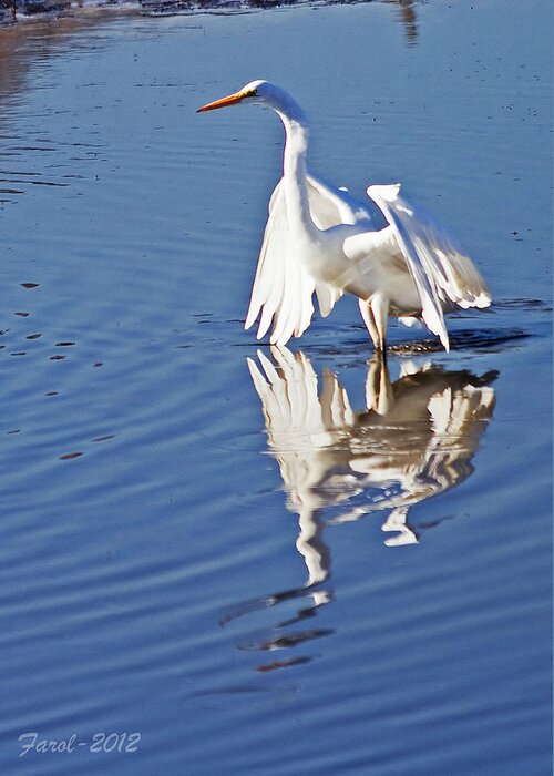 Egret Greeting Card featuring the photograph Great Egret by Farol Tomson