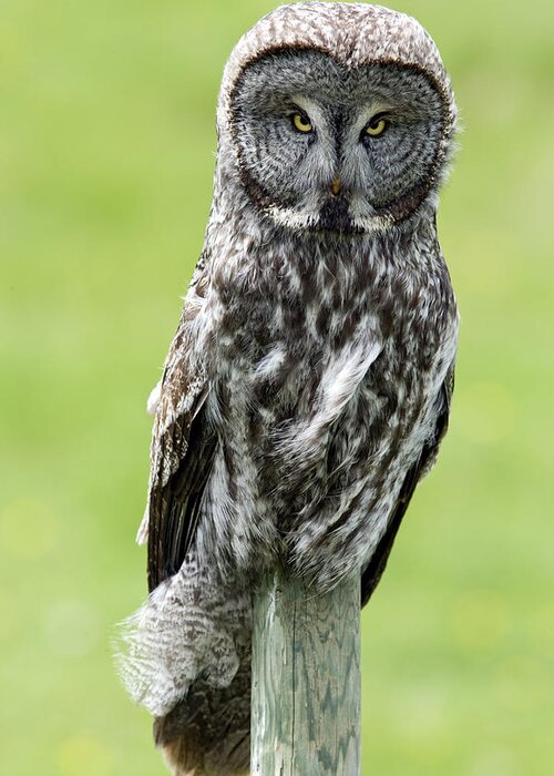 Light Greeting Card featuring the photograph Great Grey Owl, Water Valley, Alberta by Darwin Wiggett