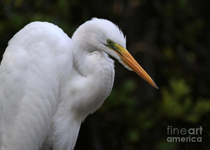 Egret Greeting Card featuring the photograph Great White Egret Portrait by Sabrina L Ryan