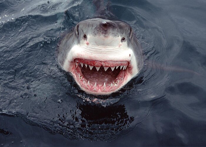 00700323 Greeting Card featuring the photograph Great White Shark Smile Australia by Mike Parry