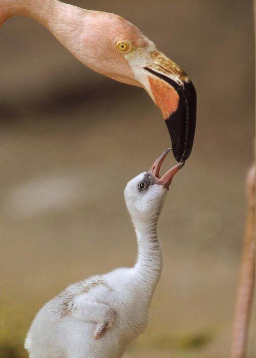 00171968 Greeting Card featuring the photograph Greater Flamingo Mother And Chick by Tim Fitzharris