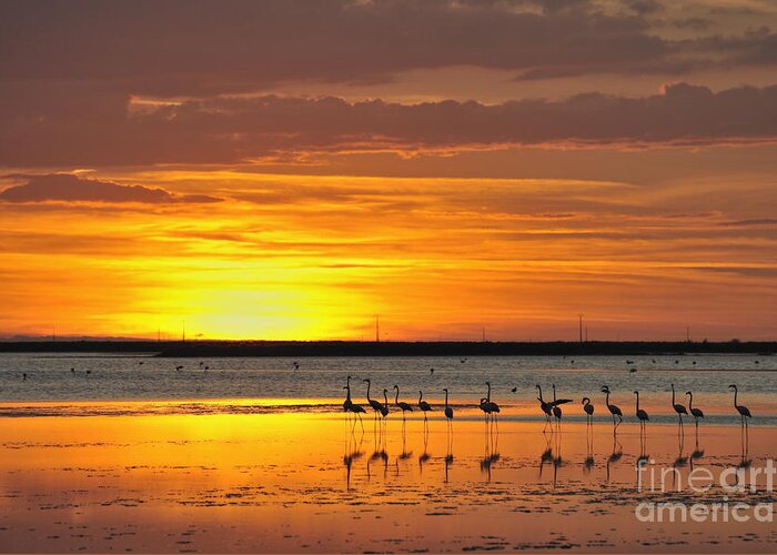 Awe Greeting Card featuring the photograph Greater flamingos in pond at sunset by Sami Sarkis