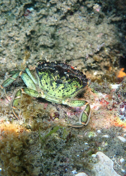 Green Crab Greeting Card featuring the photograph Green Crab by Ted Kinsman