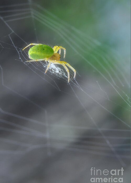 Yhun Suarez Greeting Card featuring the photograph Green Spider 1.0 by Yhun Suarez