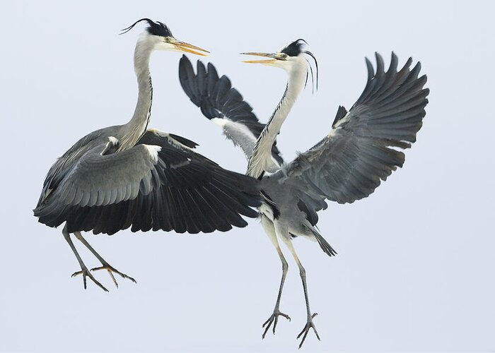 Mp Greeting Card featuring the photograph Grey Heron Ardea Cinerea Pair Fighting by Konrad Wothe