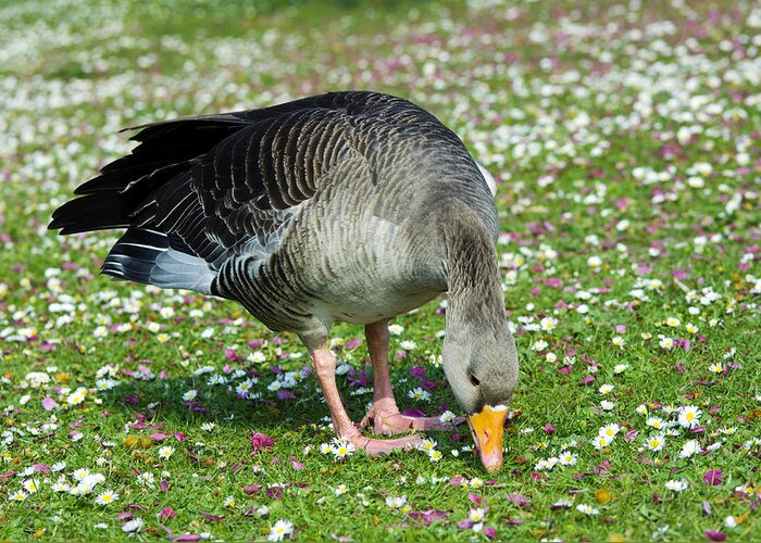 Bellis Perennis Greeting Card featuring the photograph Greylag Goose by Georgette Douwma