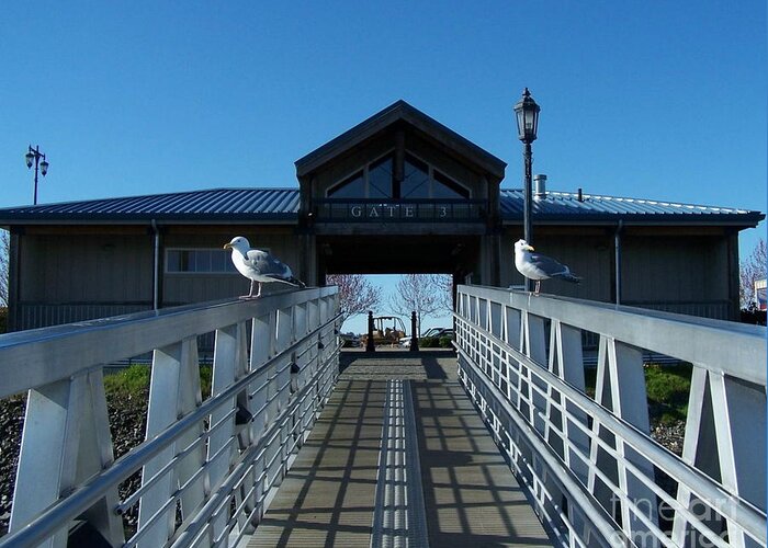 Gull Greeting Card featuring the photograph Guarding The Gate by KD Johnson