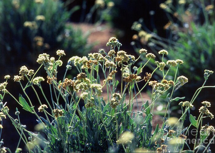 Guayule Greeting Card featuring the photograph Guayule Plants by Science Source