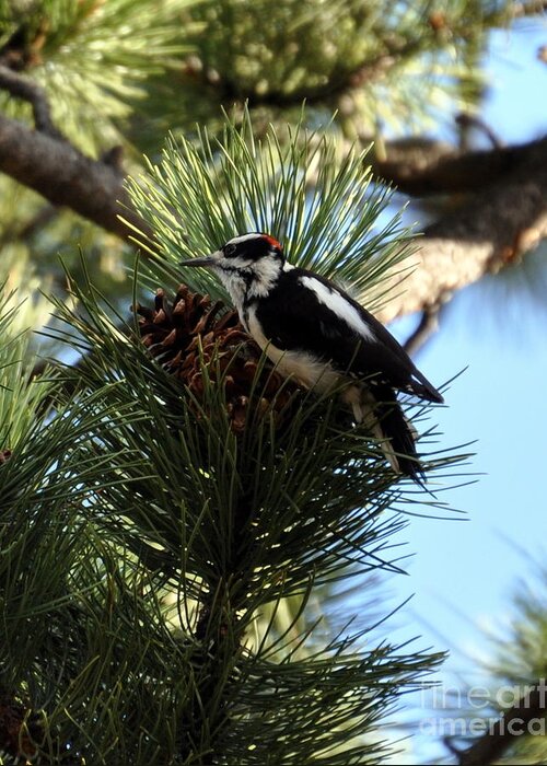 Woodpecker Greeting Card featuring the photograph Hairy Woodpecker on Pine Cone by Dorrene BrownButterfield