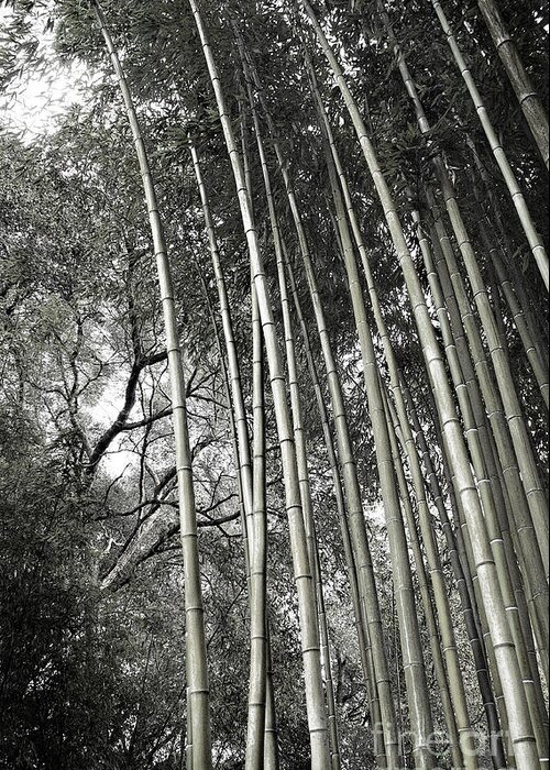 Trees Greeting Card featuring the photograph Hakone Bamboo 1 by Ellen Cotton
