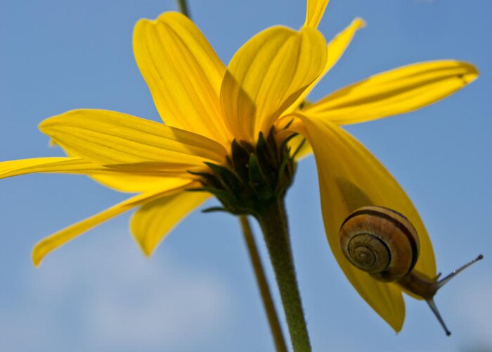 Snail Greeting Card featuring the photograph Hanging Around by Edward Myers