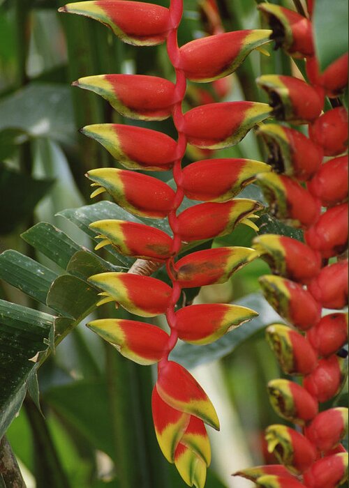Mp Greeting Card featuring the photograph Hanging Heliconia Heliconia Rostrata by Gerry Ellis