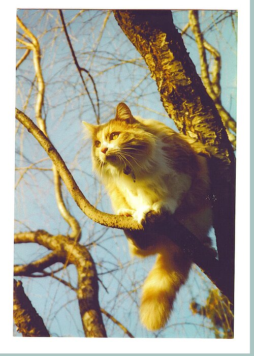 Long Haired Cat Greeting Card featuring the photograph Hanserelli in Tree by Barbara McGeachen