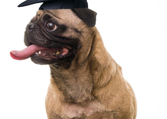 Dog Greeting Card featuring the photograph Happy Graduation by Edward Fielding