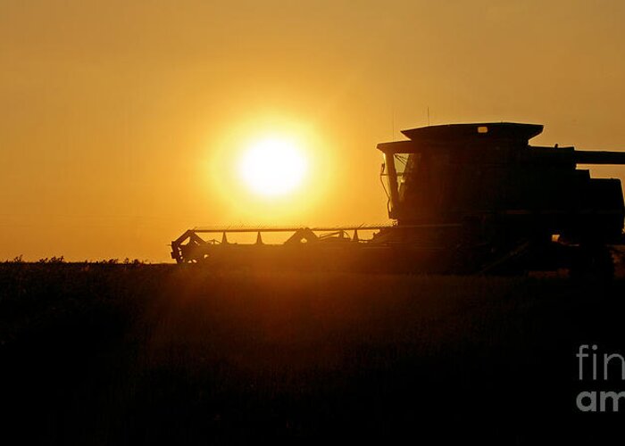 Harvest Greeting Card featuring the photograph Harvest Gold by Gib Martinez