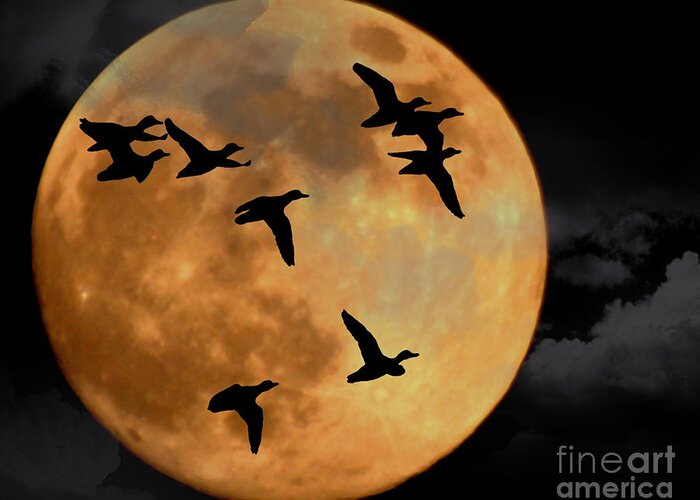 Full Moon Greeting Card featuring the photograph Headed South by Ken Frischkorn