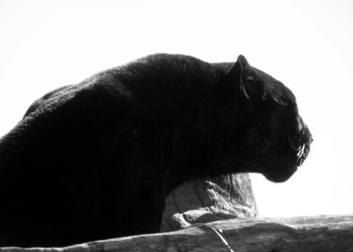 Jamaica The Black Leopard Greeting Card featuring the photograph Hear me ROAR by Kim Galluzzo