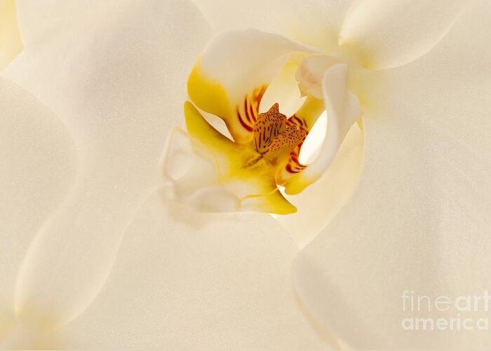 Bronstein Greeting Card featuring the photograph Heart of the Orchid by Sandra Bronstein