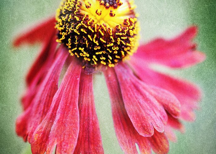 Heleniumm Greeting Card featuring the photograph Helenium Flower 2 by Neil Overy