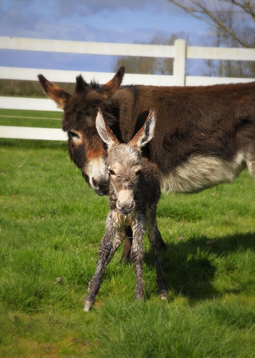 Baby Donkey Greeting Card featuring the photograph Hello World by Tiana McVay