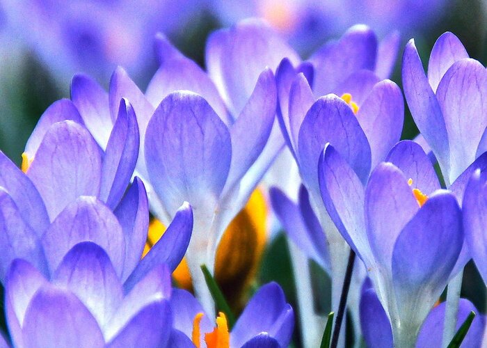 Croci Greeting Card featuring the photograph Here Come The Croci by Byron Varvarigos