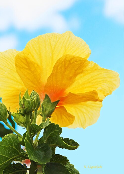 Hibiscus Greeting Card featuring the photograph Here Comes The Sun by Kerri Ligatich
