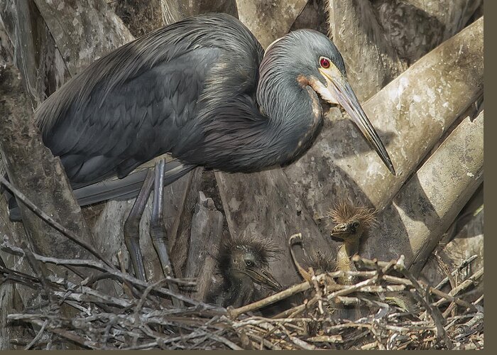 Heron Greeting Card featuring the photograph Heron's Nest by Wade Aiken