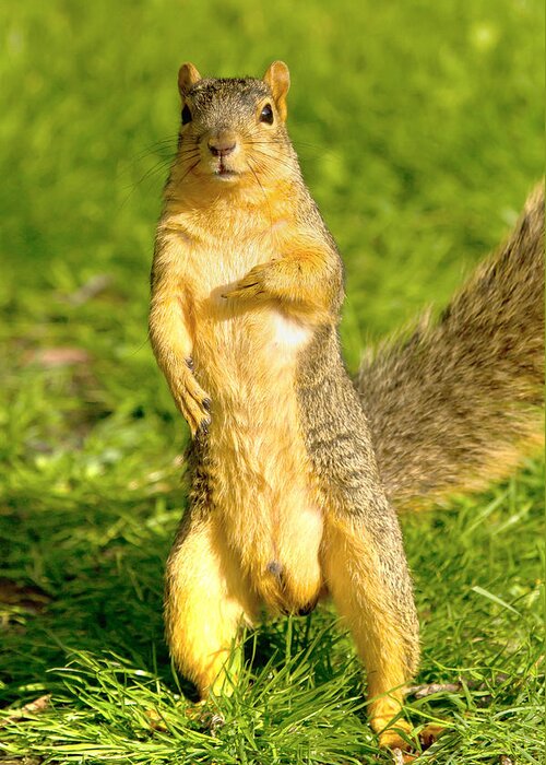 Hey Buddy Have You Seen My Nuts Greeting Card by James Marvin Phelps