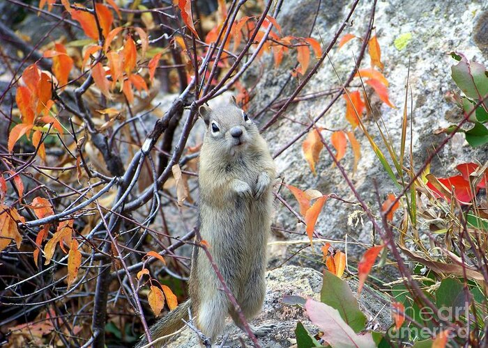 Ground Squirrel Greeting Card featuring the photograph Hey There by Dorrene BrownButterfield