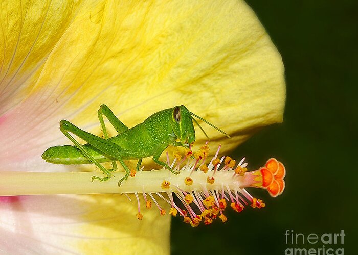 Flower Greeting Card featuring the photograph Hibiscus Lunch with Grasshopper by Susan Cliett