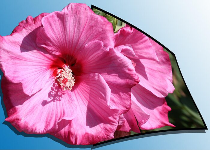 Hibiscus Greeting Card featuring the photograph Hibiscus by Shane Bechler
