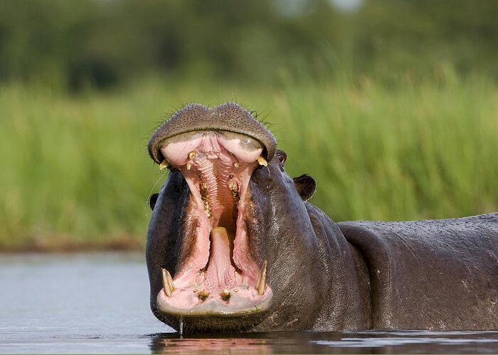 Mp Greeting Card featuring the photograph Hippo Displaying by Vincent Grafhorst