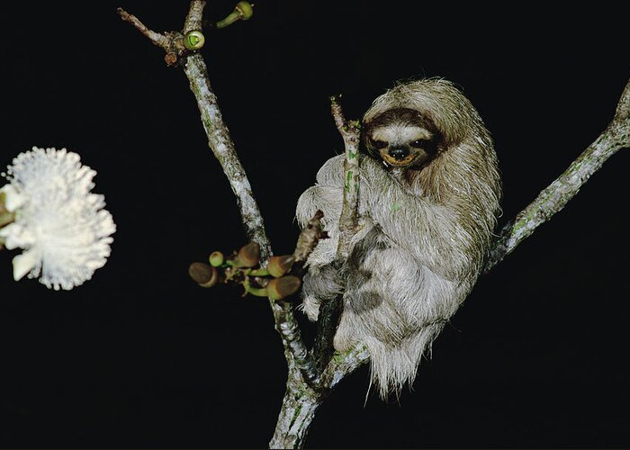 Mp Greeting Card featuring the photograph Hoffmanns Two-toed Sloth Choloepus by Mark Moffett