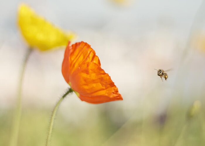 Honey Bee Greeting Card featuring the photograph Honey Bee and Colorful Poppies by Susan Gary