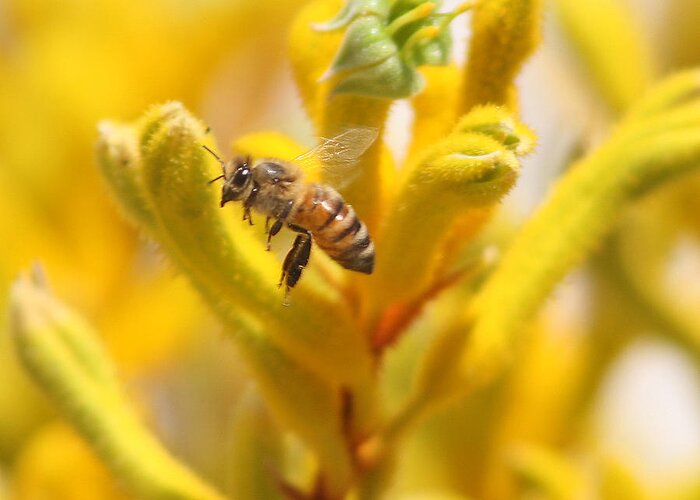 Kangaroo Greeting Card featuring the photograph Honeybee in Flight Over Yellow Kangaroo Paw Flowers by Kenny Bosak