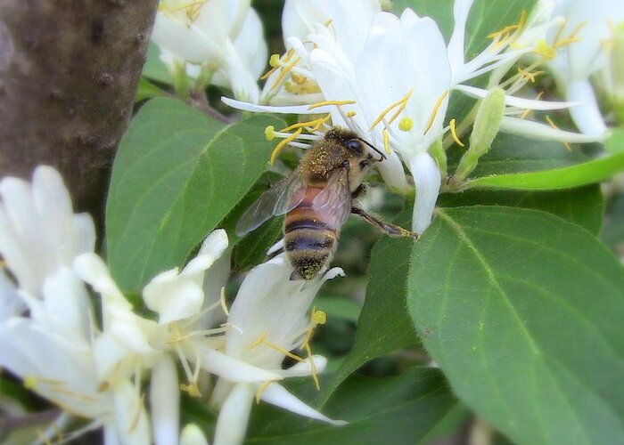 Honeybee Greeting Card featuring the photograph Honeybee Collecting Pollen by Renee Trenholm