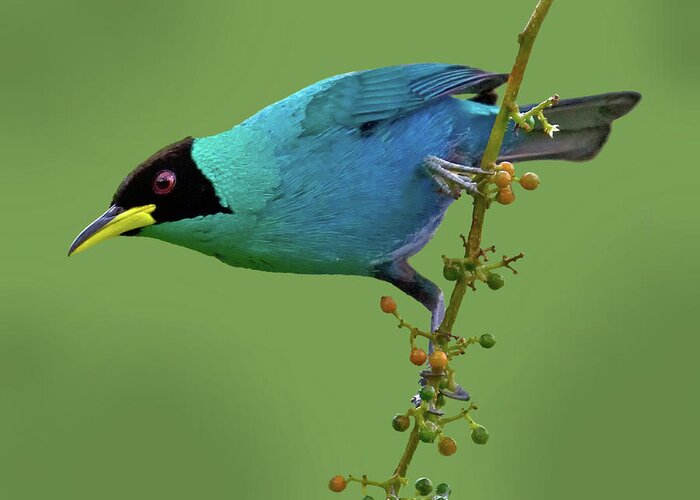 Green Honeycreeper Greeting Card featuring the photograph Honeycreeper 2 by Larry Linton