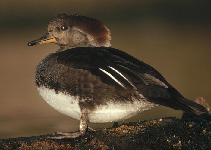 00171873 Greeting Card featuring the photograph Hooded Merganser Female Portrait by Tim Fitzharris