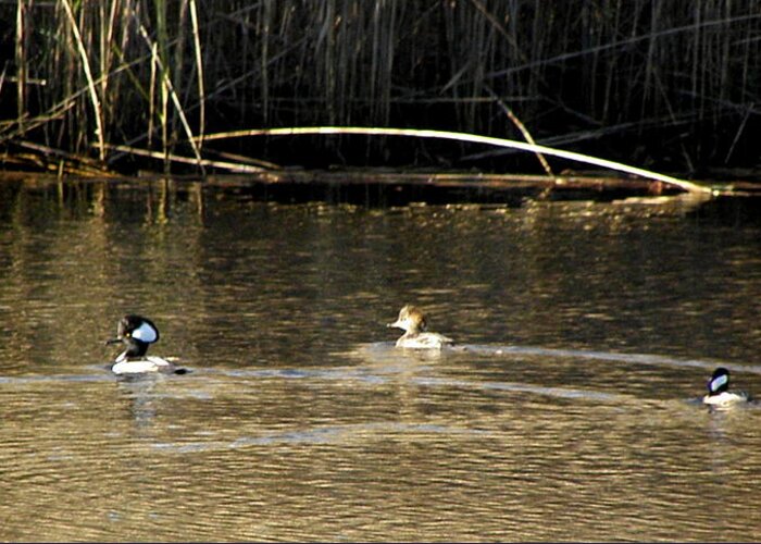 Hooded Greeting Card featuring the photograph Hooded Mergansers by Kim Galluzzo