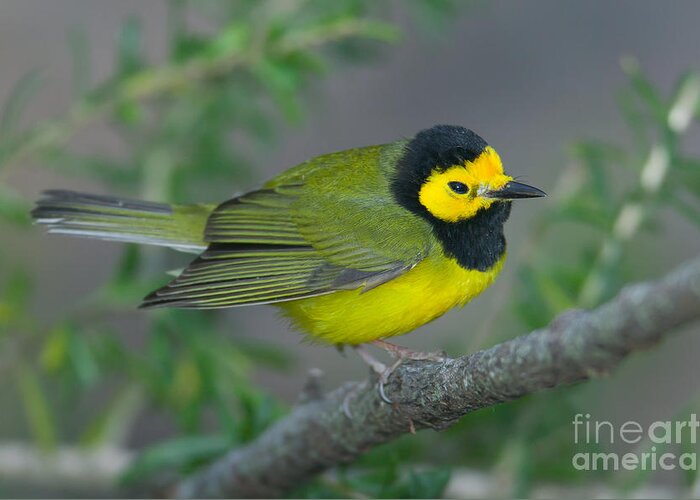 Clarence Holmes Greeting Card featuring the photograph Hooded Warbler by Clarence Holmes