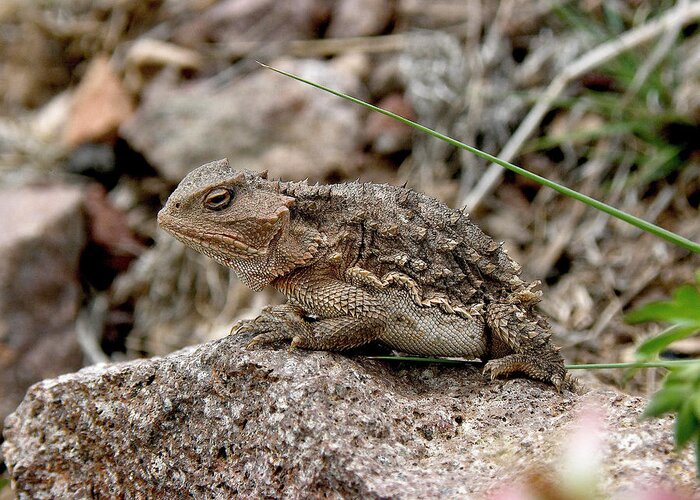 Horned Toad Greeting Card featuring the photograph Horned Toad by FeVa Fotos