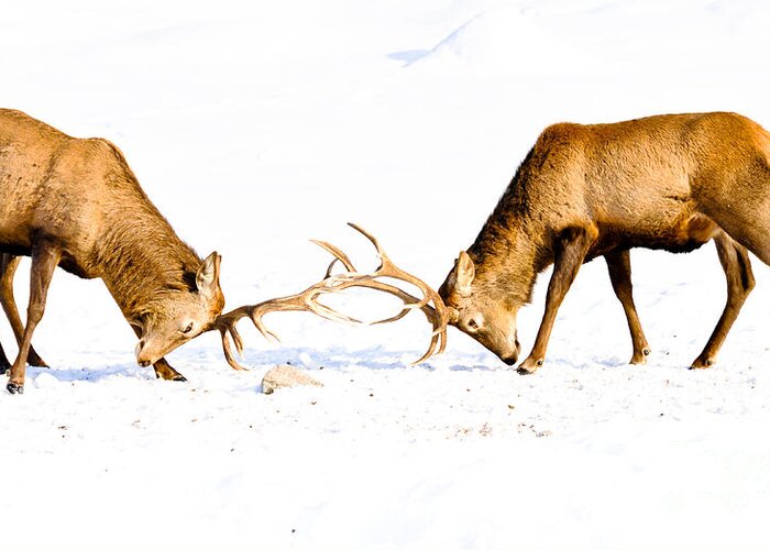 Wapiti Greeting Card featuring the photograph Horns a Plenty by Cheryl Baxter