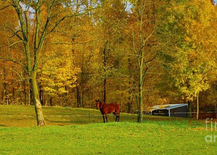 #horse Greeting Card featuring the photograph Horse In Autumn by Kathleen Struckle