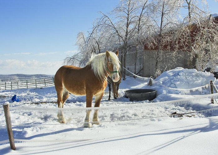 Horse Greeting Card featuring the photograph Horse On Maine Farm After Snow And Ice Storm Photograph by Keith Webber Jr