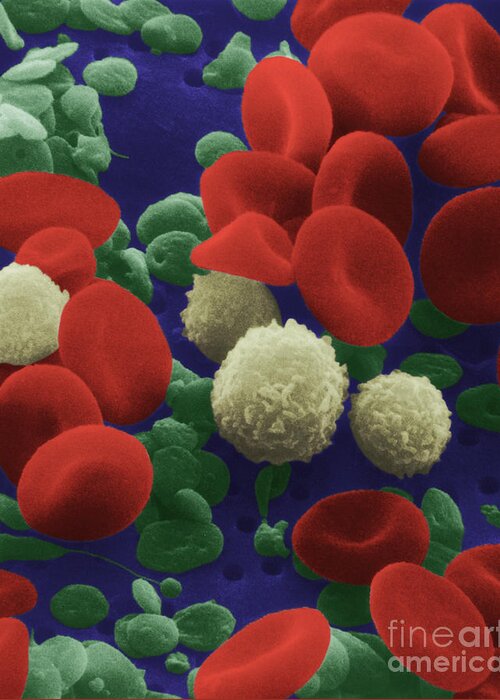 Blood Cell Greeting Card featuring the photograph Human Blood Cells by NIH and Science Source