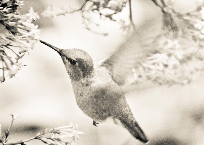 Hummingbird Greeting Card featuring the photograph Hummingbird at the Valerian by Ronda Broatch