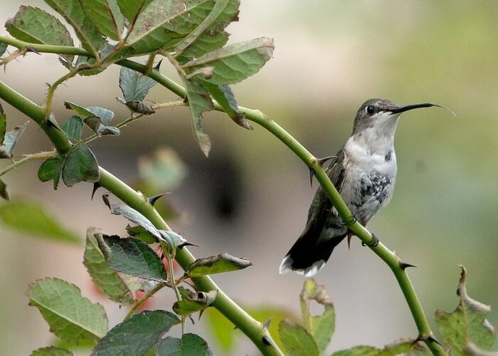 Hummingbird Greeting Card featuring the photograph Hummingbird by Diane Giurco