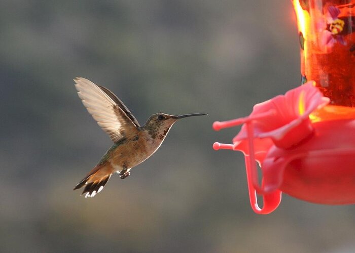 Animals Greeting Card featuring the photograph Hummingbird by Scott Brown