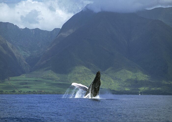 00128640 Greeting Card featuring the photograph Humpback Whale Breaching Maui by Flip Nicklin